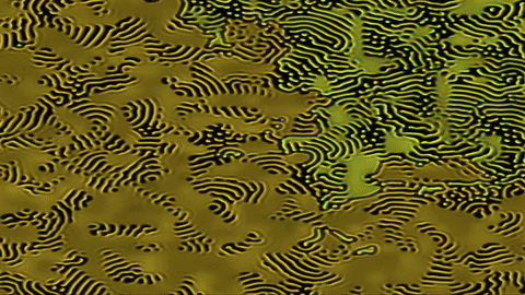 Reaction-diffusion simulation